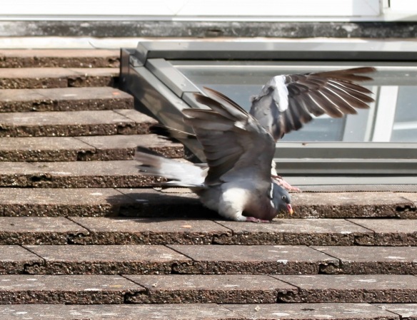 Pigeons on roof 2