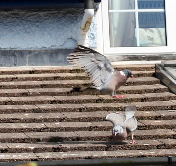 Pigeons on roof 3
