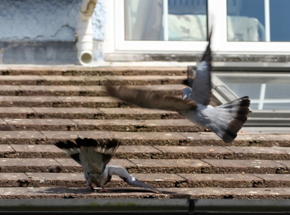 Pigeons on roof 4