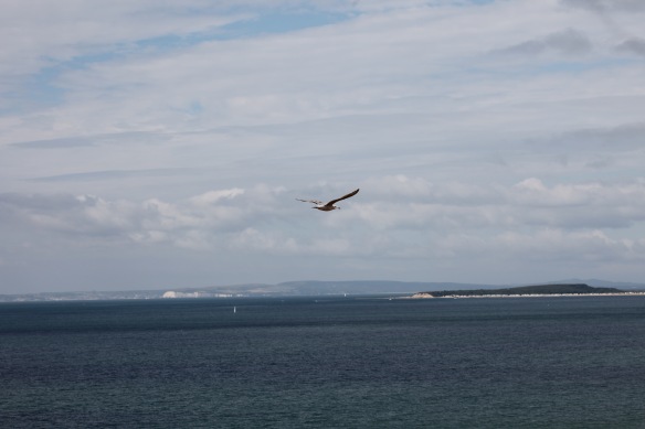Gull over Christchurch Bay