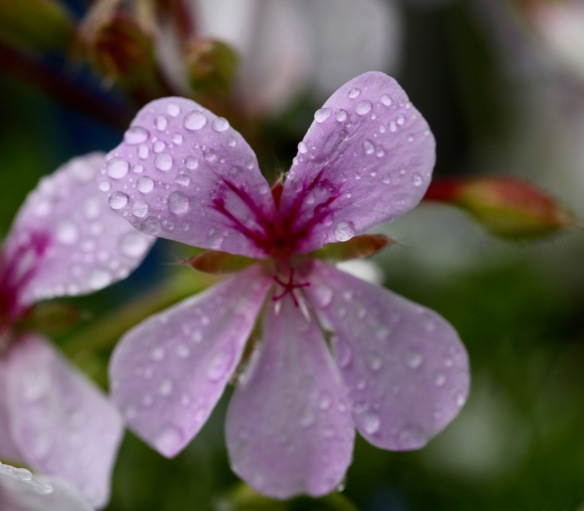 Raindrops on geranium 1