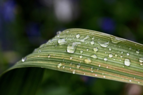 Raindrops on gladiolus leaf