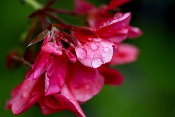 Raindrops on geranium 4