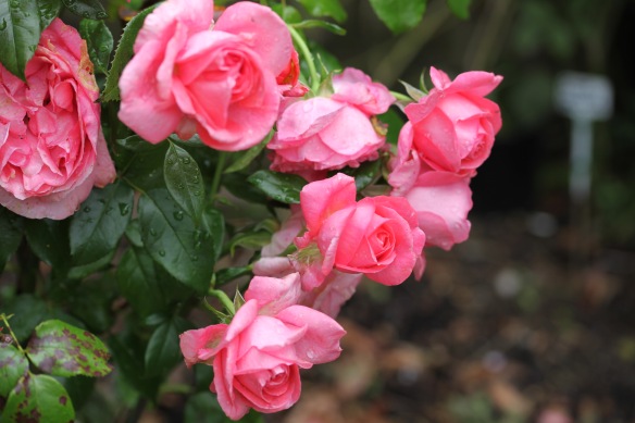 Raindrops on rose Special Anniversary
