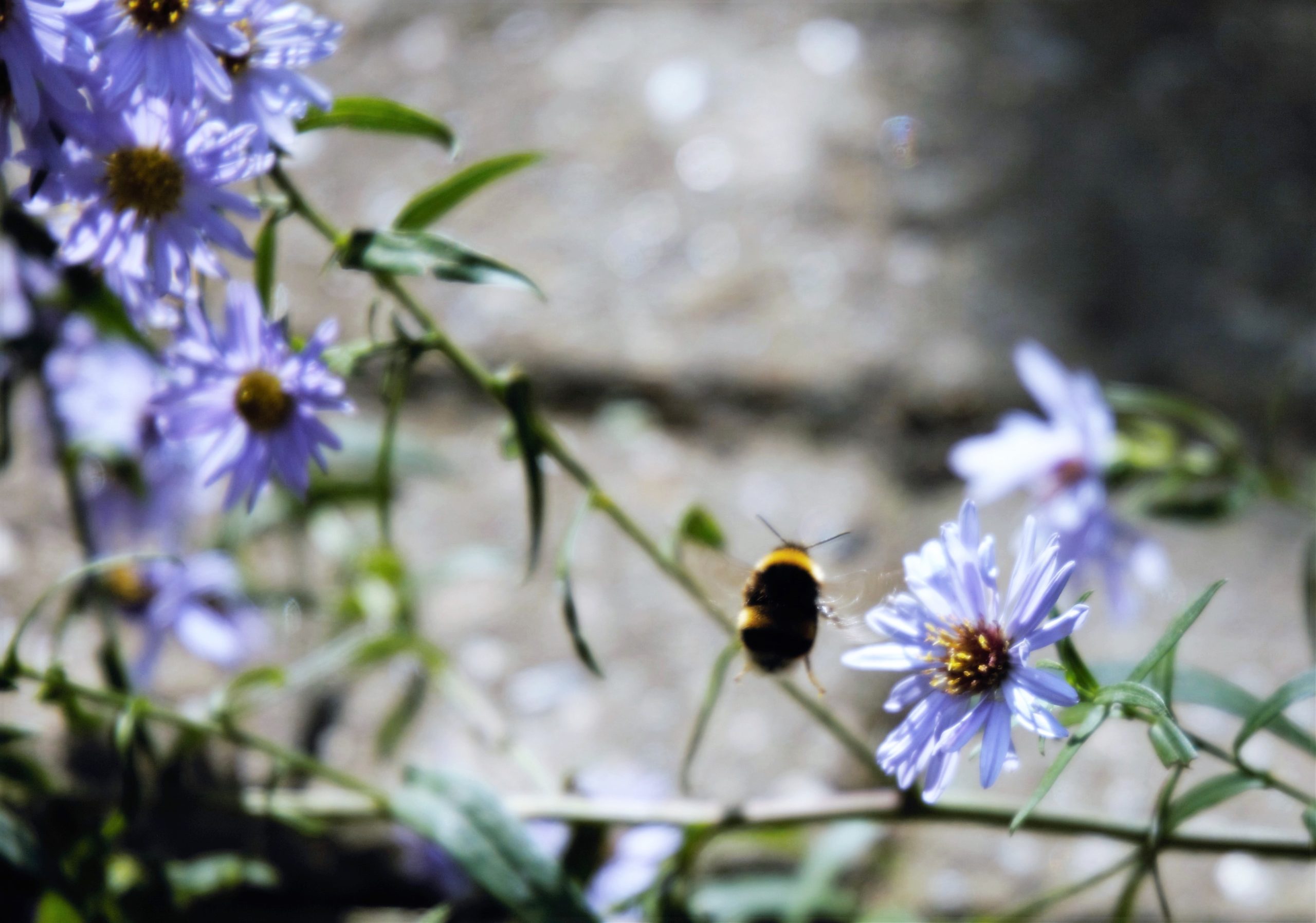 Bee and asters