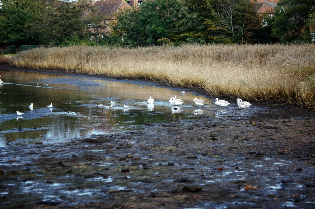 Swans and gulls on Beaulieu River