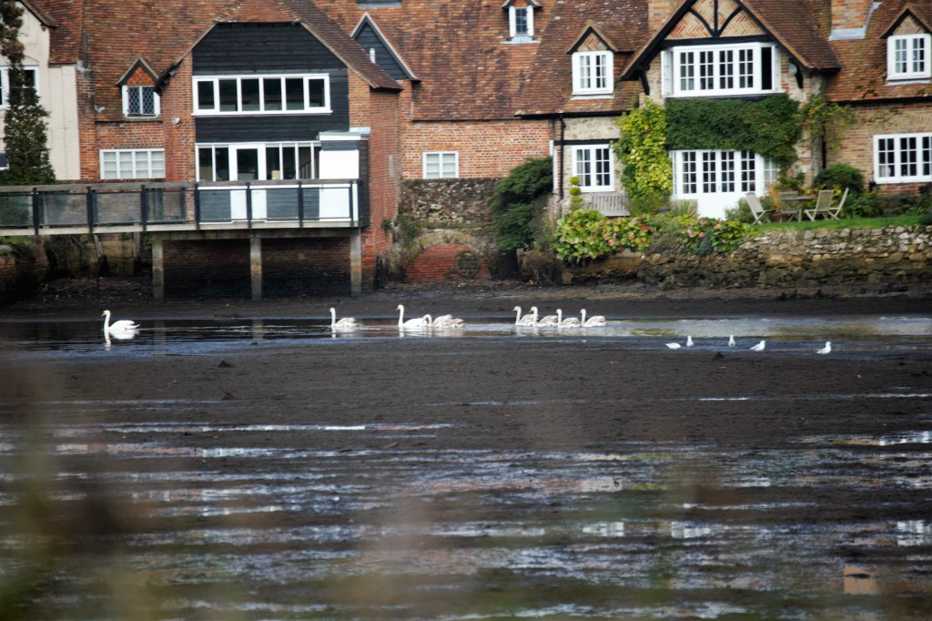 Swans and gulls on Beaulieu River