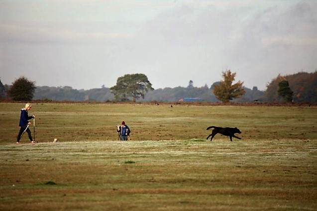 Walkers and dogs