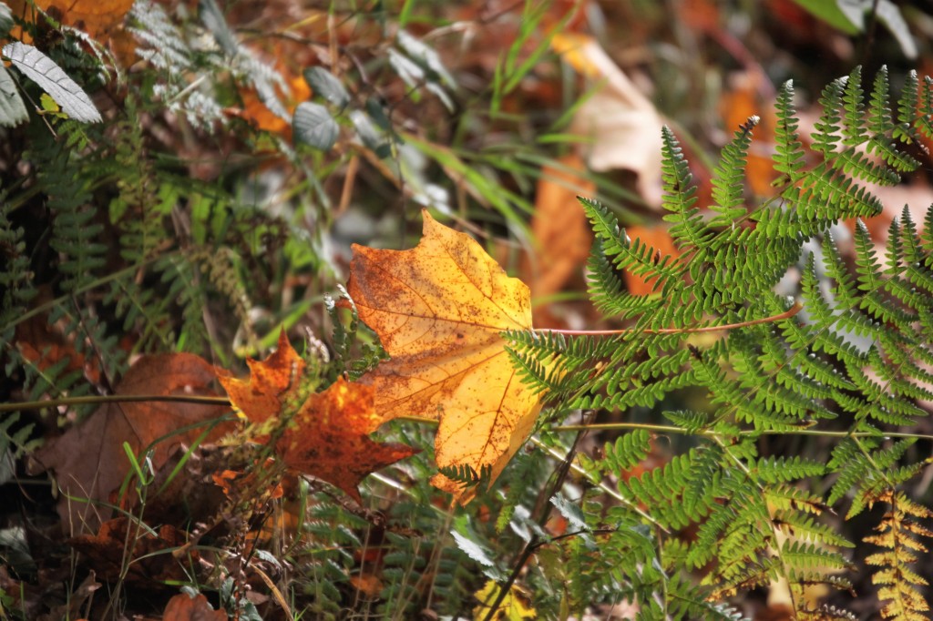 Sycamore leaves and ferns