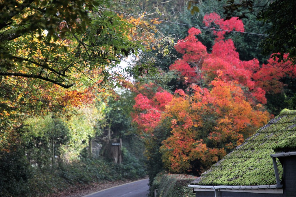 Trees in autumn