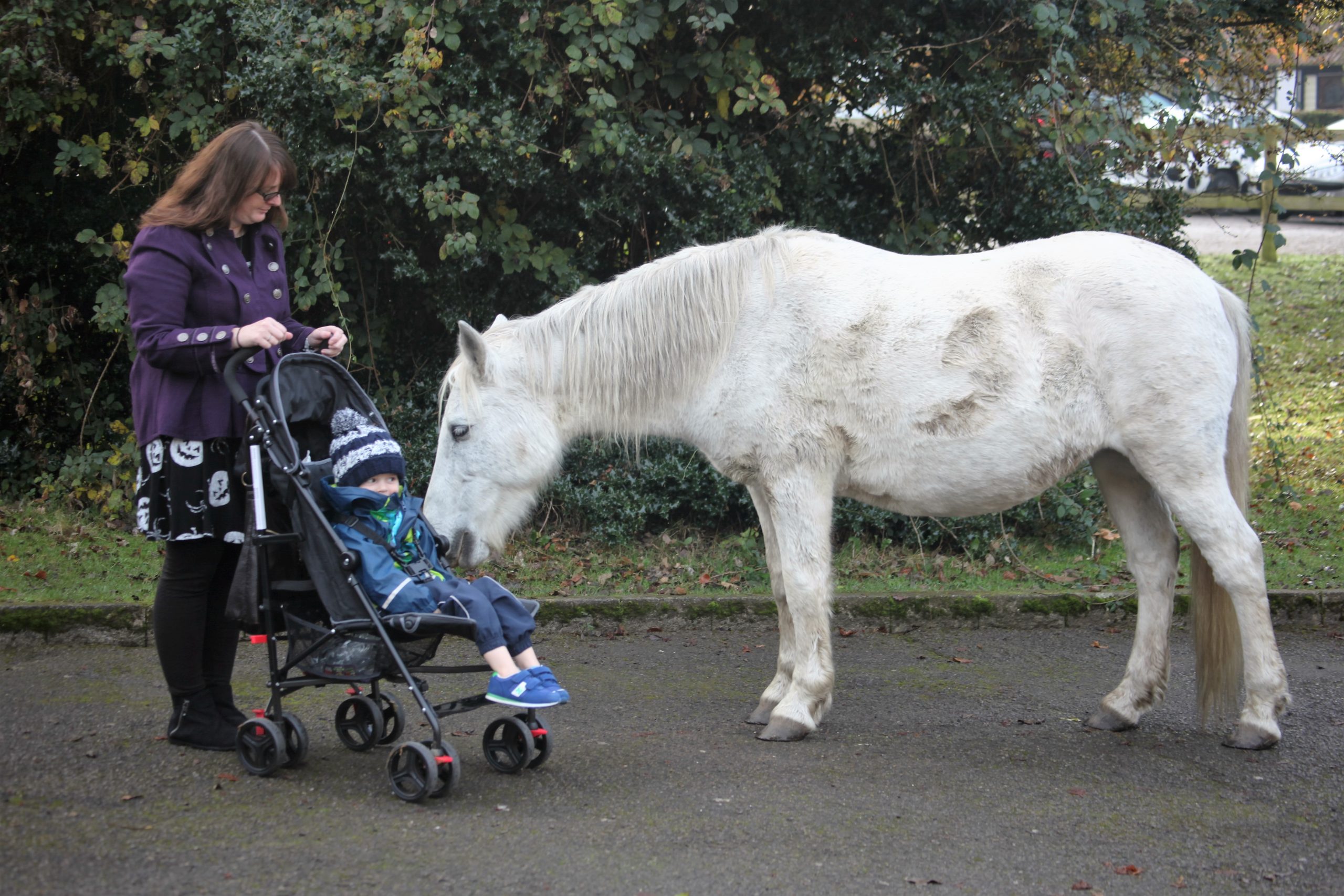 Pony and child in pushchair