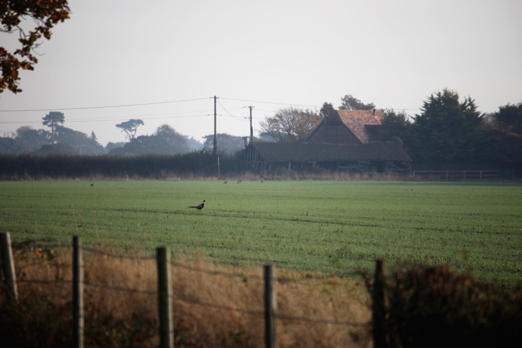 Pheasants in field
