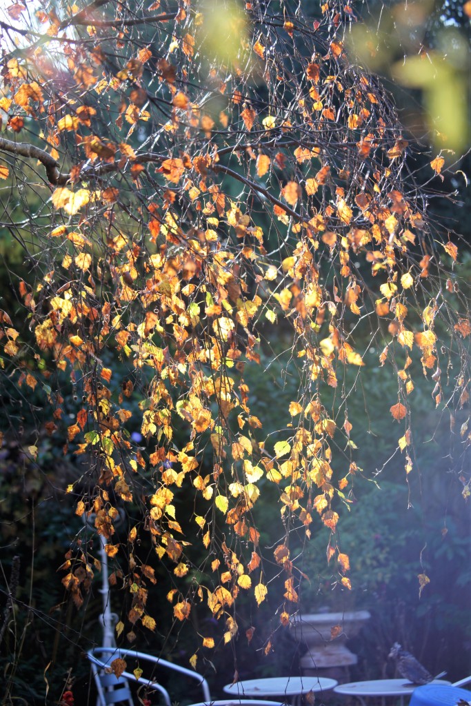 Weeping birch leaves