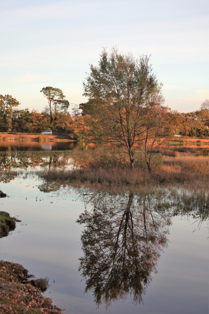 Hatchet Pond