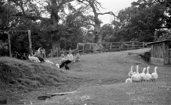 Matthew, Sam, Louisa, farmyard fowl 1985