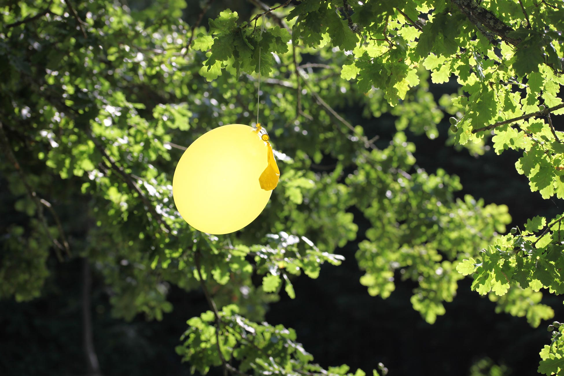 Balloon in oak tree