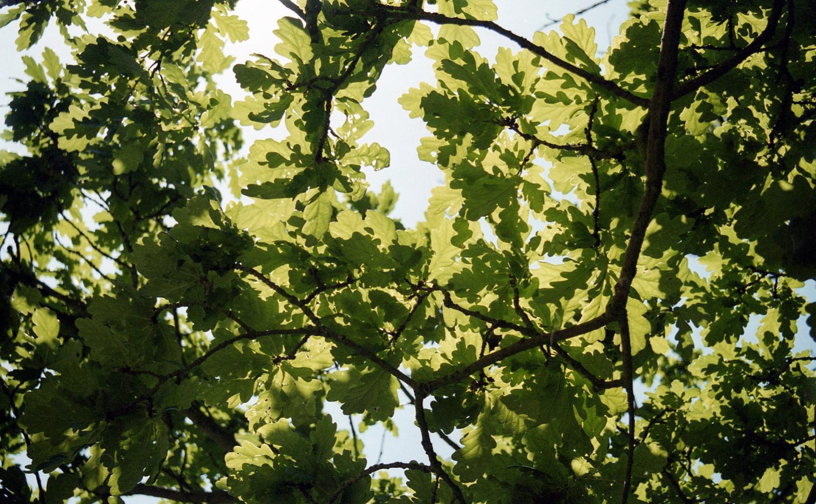 Oak leaves 7.03