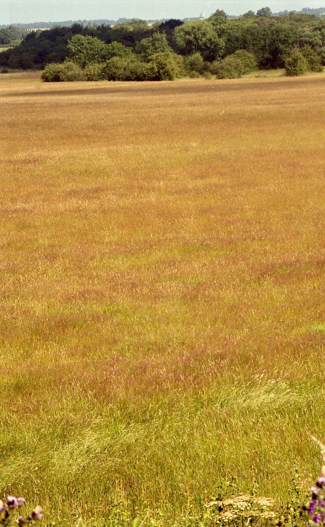 Grass in landscape 7.03