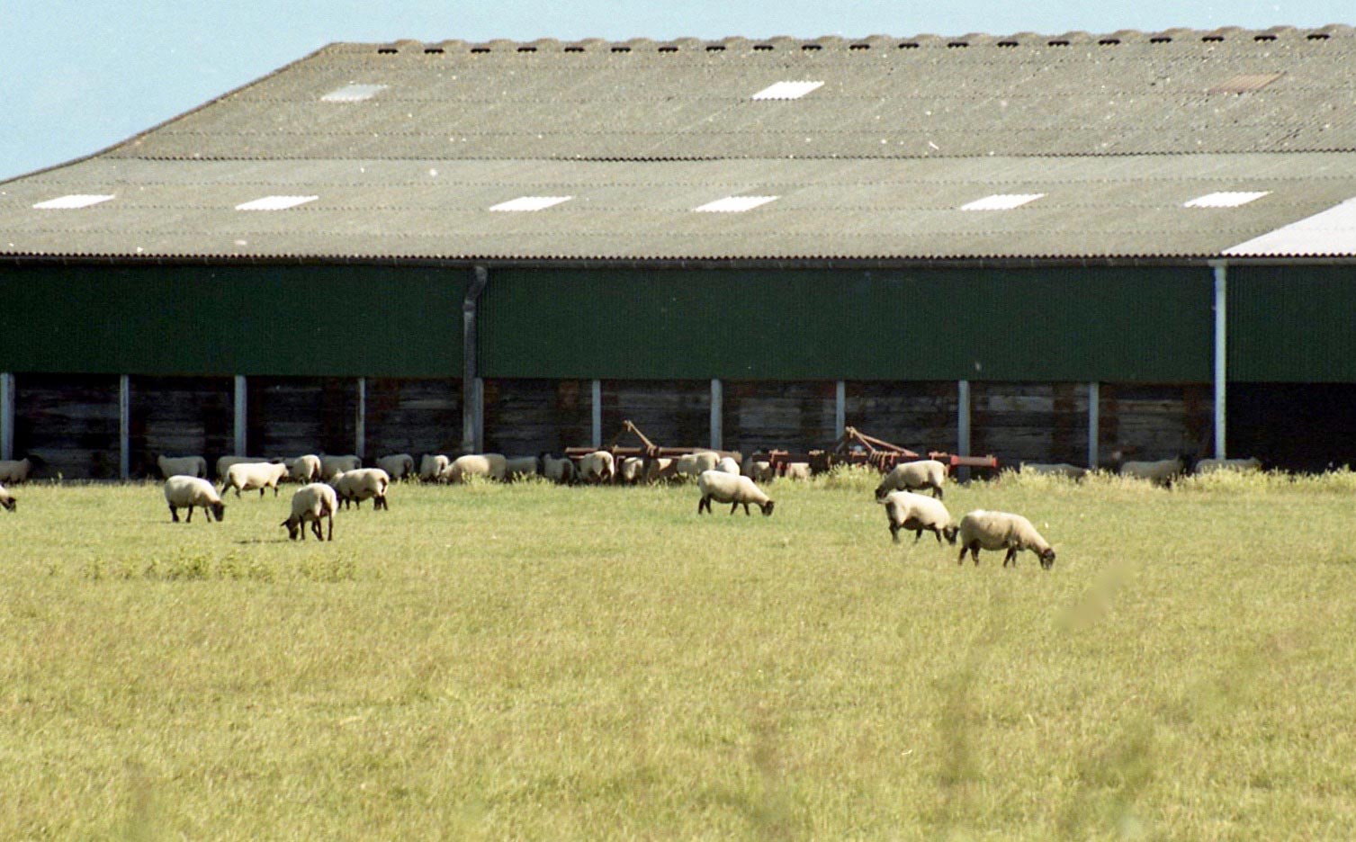 Sheep and farm buildings 7.03