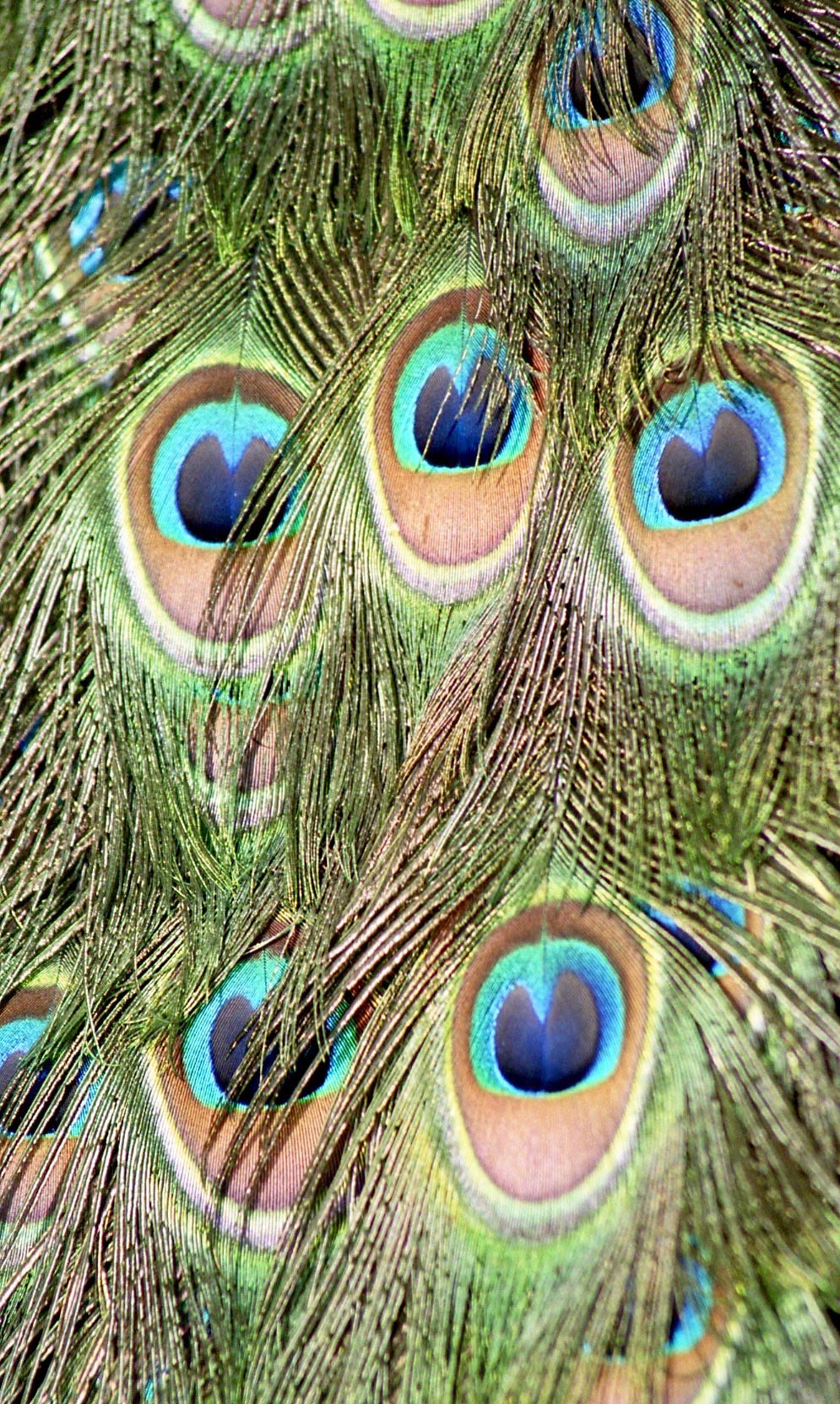 Peacock Feathers 7.03