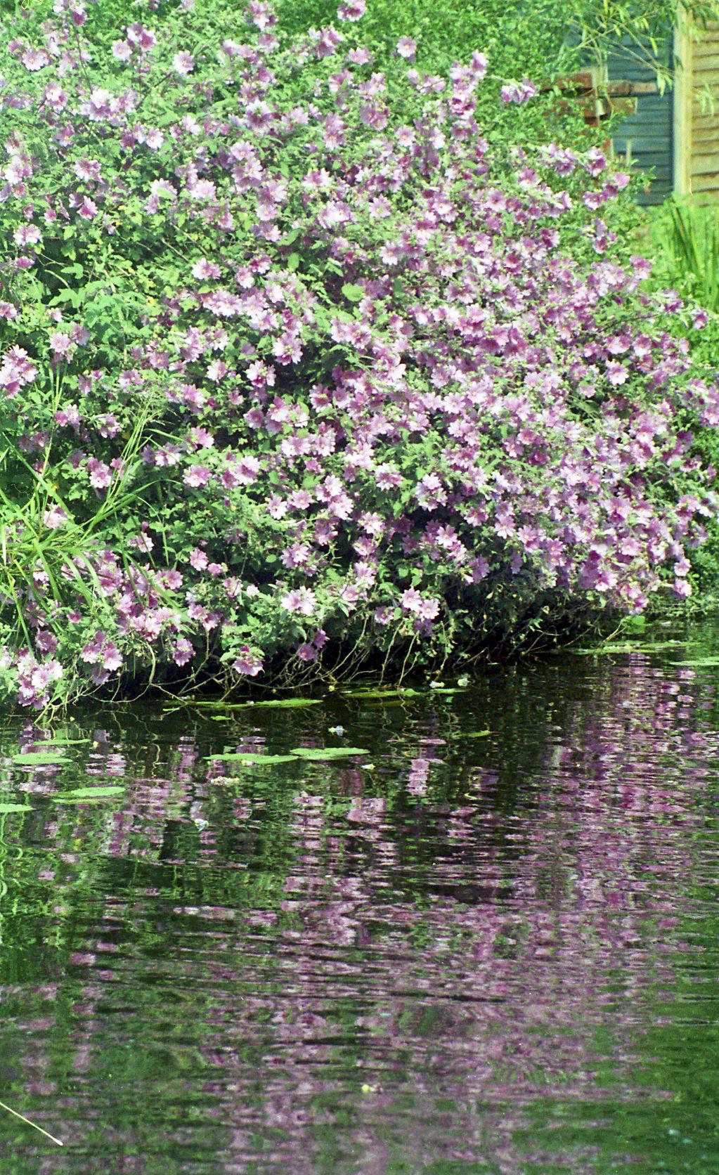 Mallow and reflections