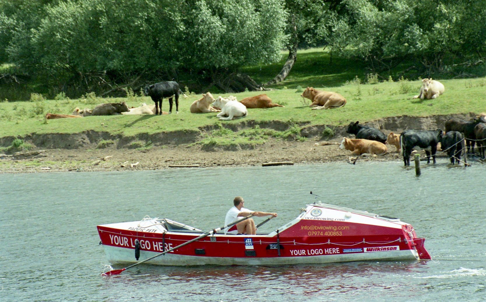 Sam in Pacific Pete on River Trent, cattle on bank