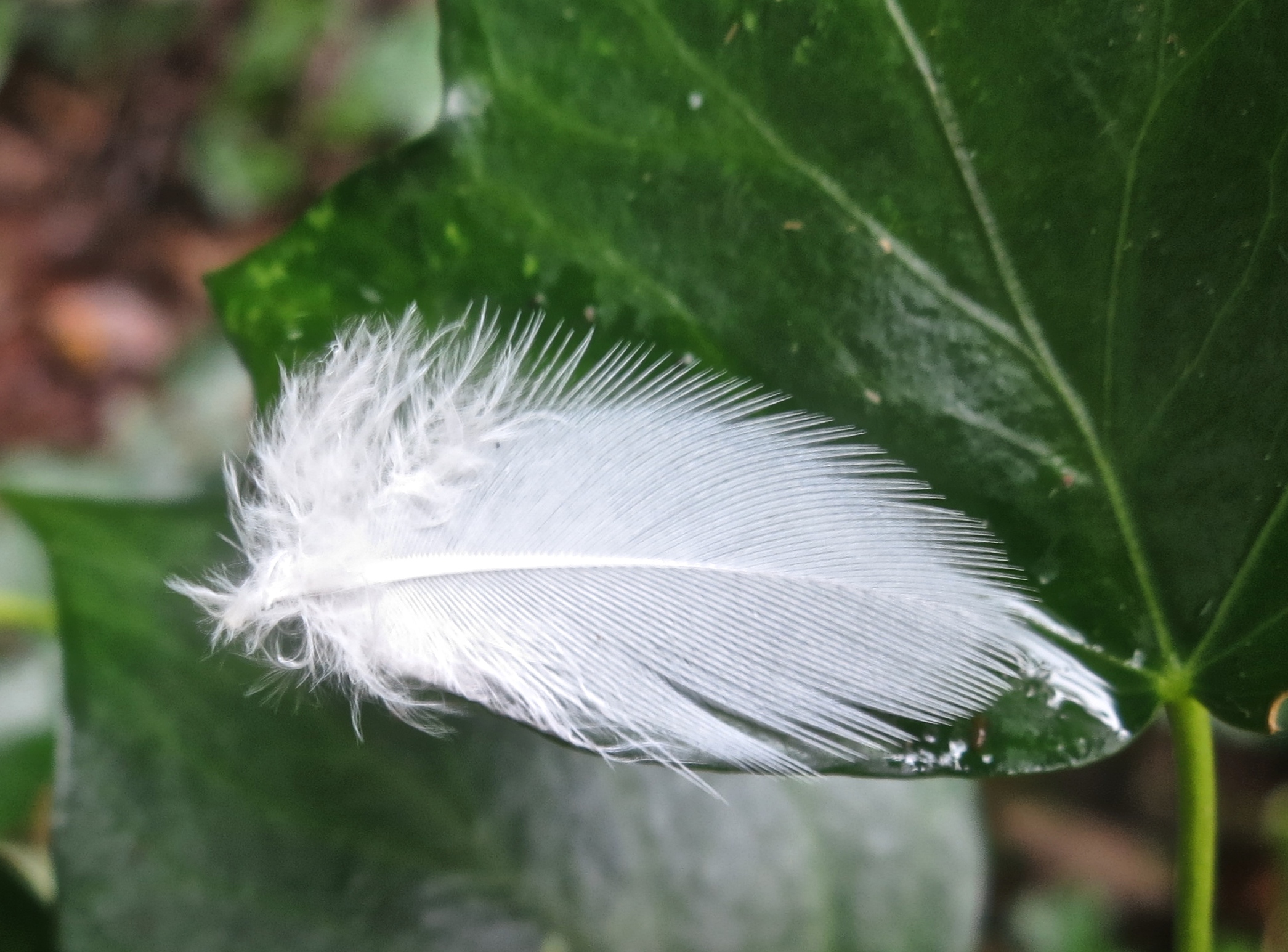 The White Feathers – derrickjknight